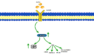 腸道守護(hù)者--GLP2R
